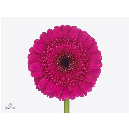 Mini Gerbera Noi x20 c1055