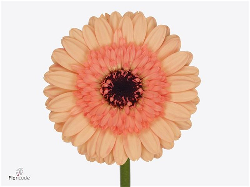 Mini Gerbera Oreo x20 c1056