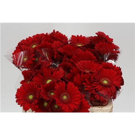 Mini Gerbera Phoenix x20 c1057