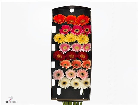 Mini Gerbera Piccolini Mixed Fust c1058