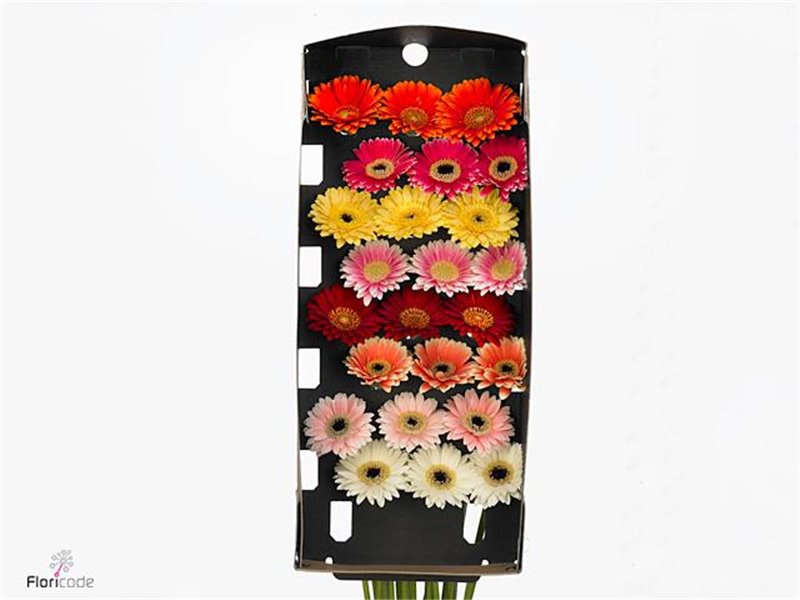Mini Gerbera Piccolini Mixed Fust c1058