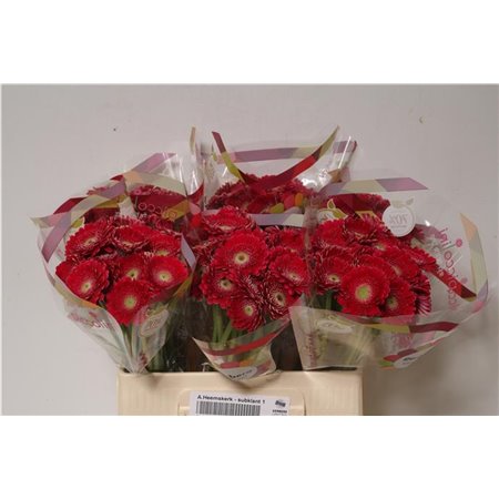 Mini Gerbera Piccolini Mixed Fust c1059