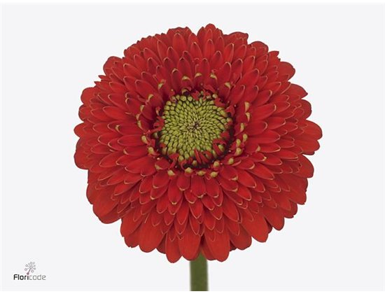 Mini Gerbera Pomponi Amore x20 c1063