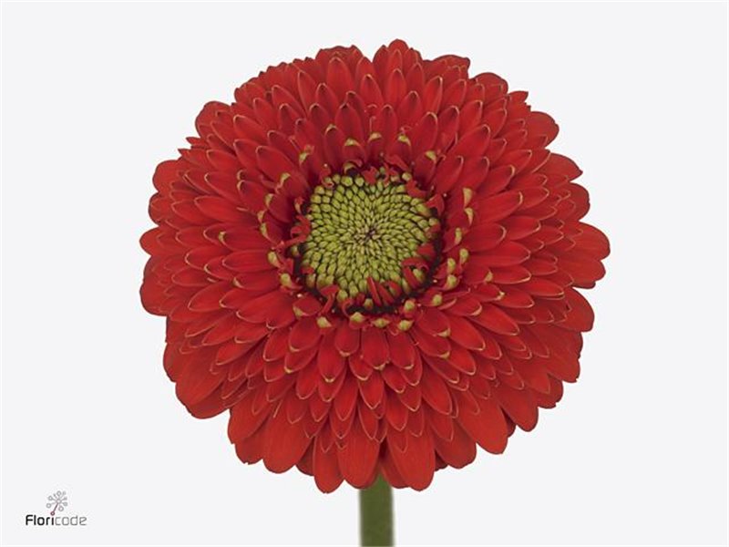 Mini Gerbera Pomponi Amore x20 c1063