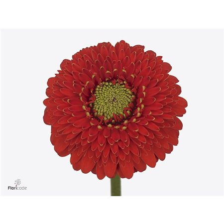 Mini Gerbera Pomponi Amore x20 c1063