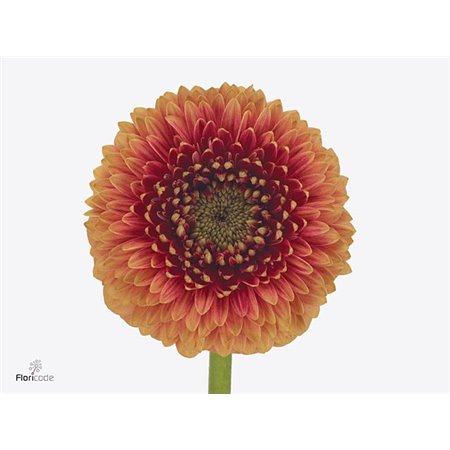 Mini Gerbera Pomponi Amore x20 c1064
