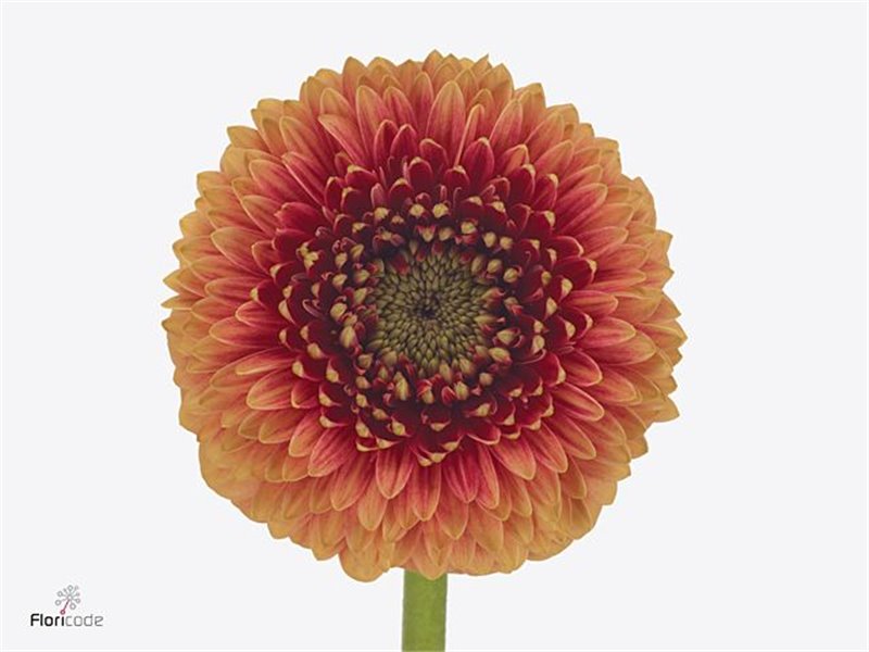 Mini Gerbera Pomponi Beaker x20 c1065
