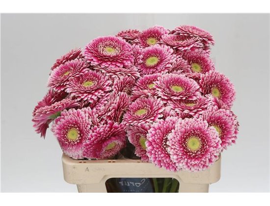 Mini Gerbera Pomponi Hades x20 c1068