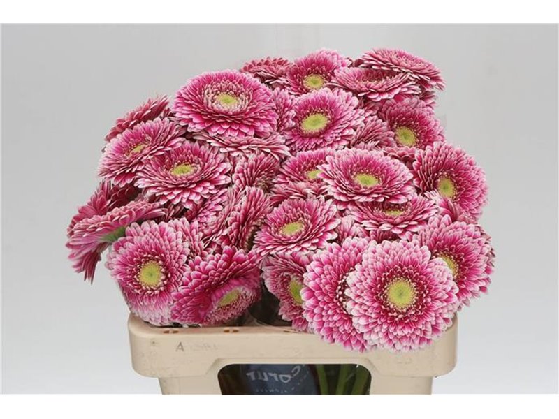 Mini Gerbera Pomponi Hades x20 c1069