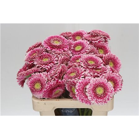 Mini Gerbera Pomponi Hades x20 c1069