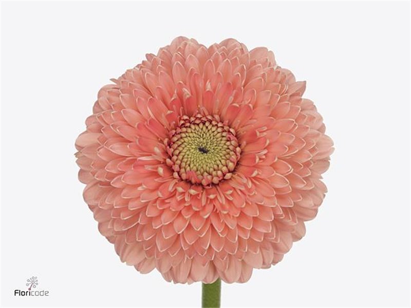 Mini Gerbera Pomponi Jive x20 c1071