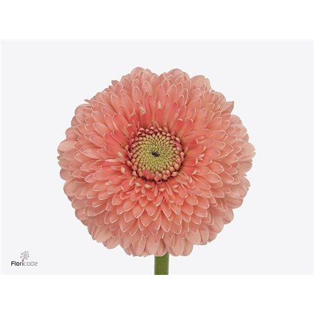 Mini Gerbera Pomponi Jive x20 c1071