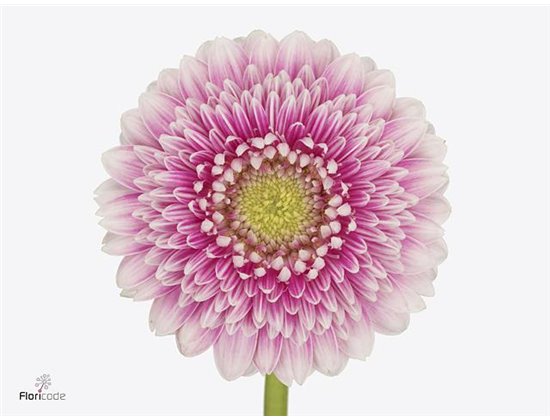 Mini Gerbera Pomponi Noek x20 c1073