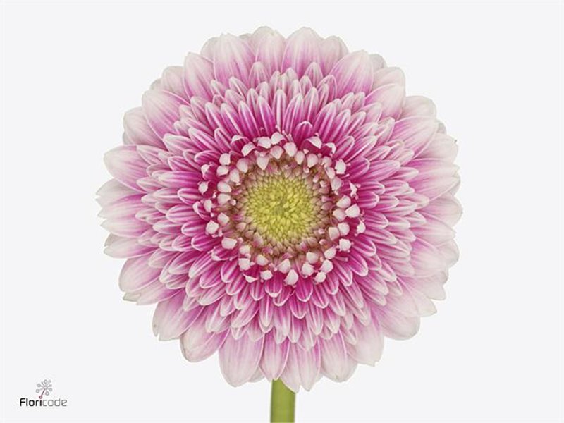 Mini Gerbera Pomponi Noek x20 c1073