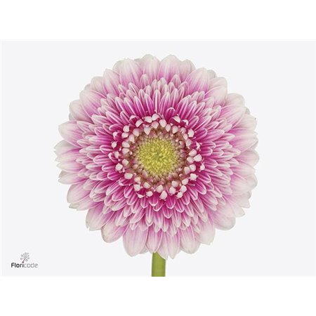 Mini Gerbera Pomponi Noek x20 c1073