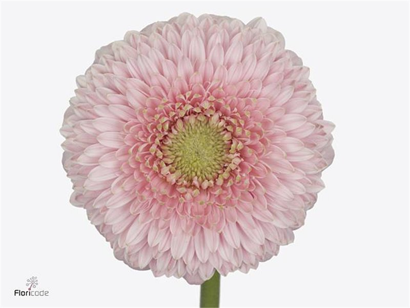 Mini Gerbera Pomponi Noek x20 c1074