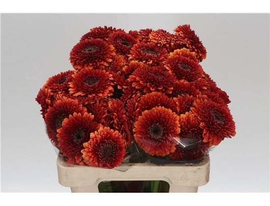 Mini Gerbera Pomponi Rizzo x20 c1075