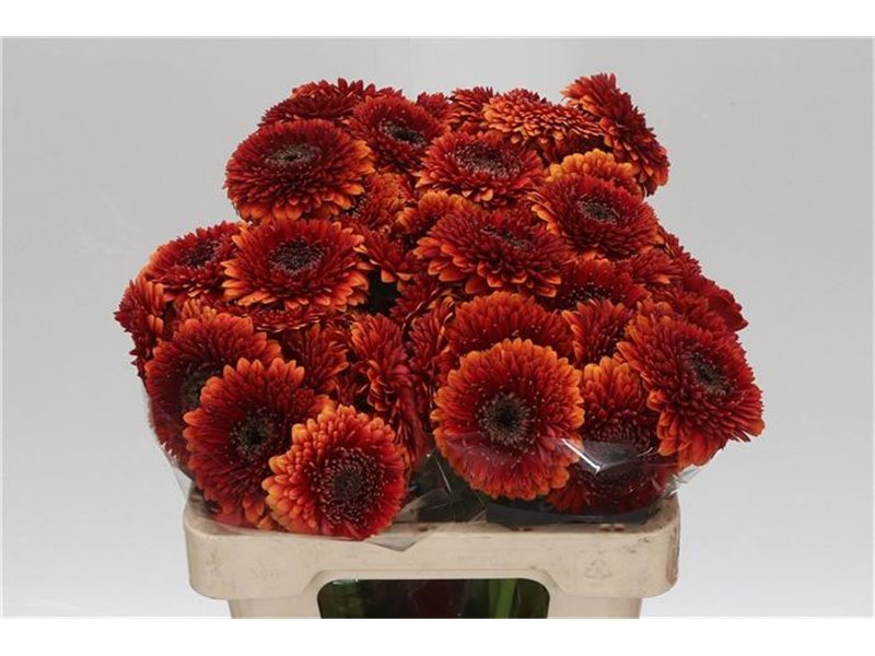 Mini Gerbera Pomponi Rizzo x20 c1075