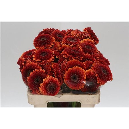 Mini Gerbera Pomponi Rizzo x20 c1075