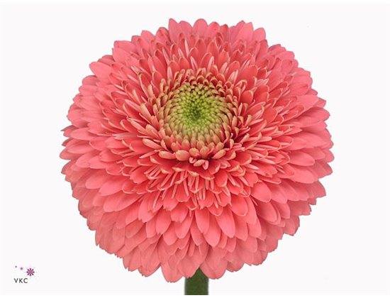 Mini Gerbera Pomponi Ter Cupid c1076
