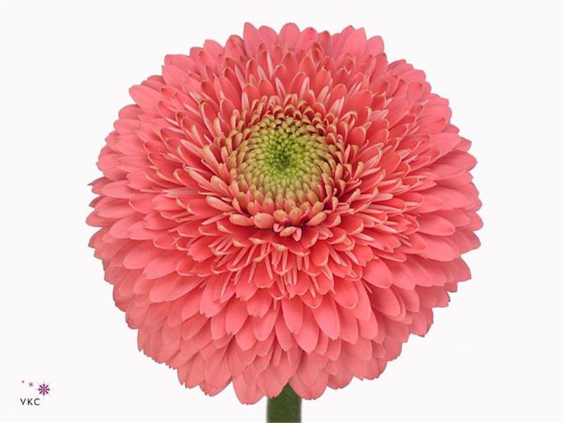 Mini Gerbera Pomponi Ter Cupid c1076