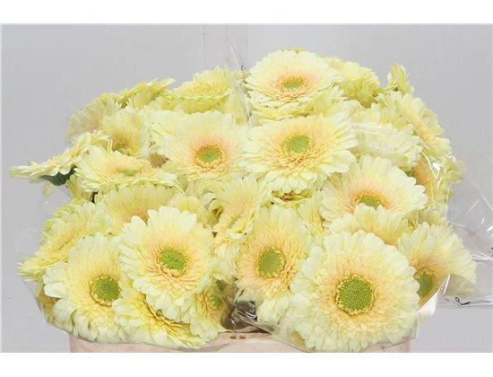 Mini Gerbera Romily x20 c1077