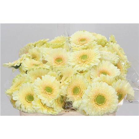 Mini Gerbera Romily x20 c1077