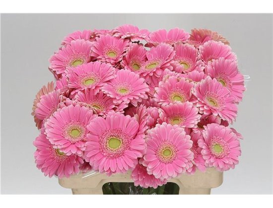 Mini Gerbera Rosamunde x20 c1078