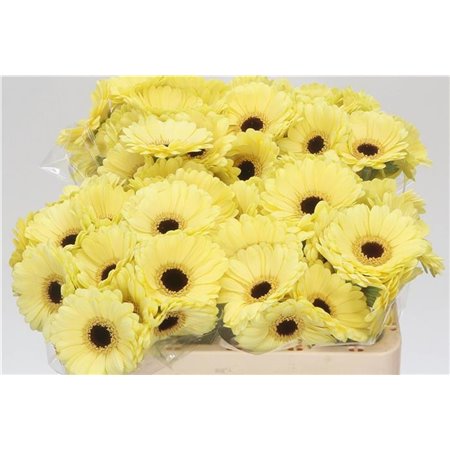 Mini Gerbera Surfer x20 c1081