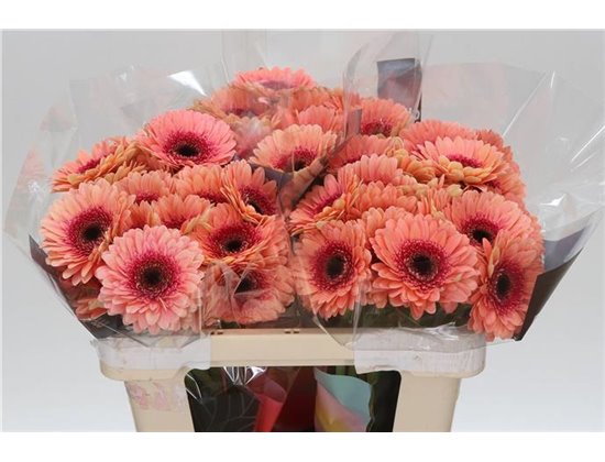 Mini Gerbera Tiptop x20 c1083
