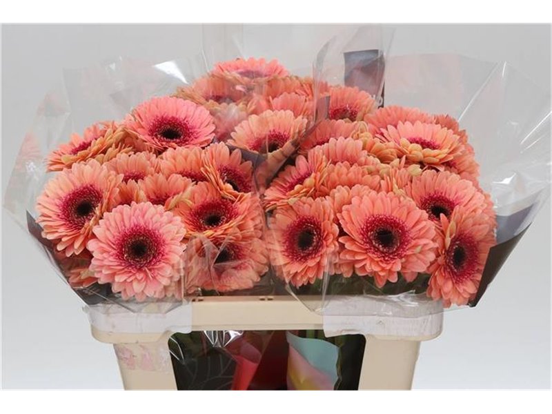 Mini Gerbera Tiptop x20 c1083