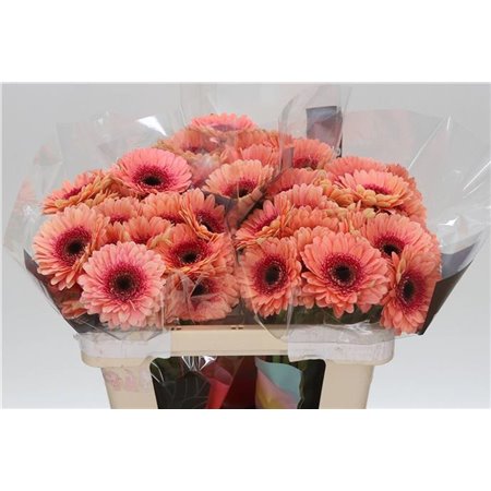 Mini Gerbera Tiptop x20 c1083