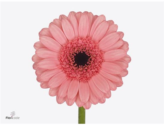 Mini Gerbera Vidal x20 c1085