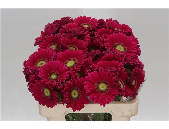 Mini Gerbera Vivian x20 c1086
