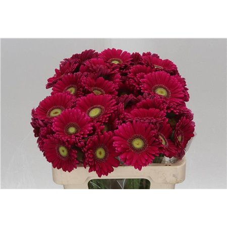 Mini Gerbera Vivian x20 c1087