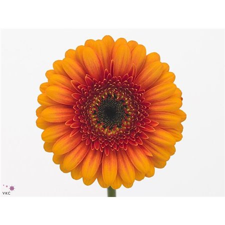 Mini Gerbera Wakita x20 c1088