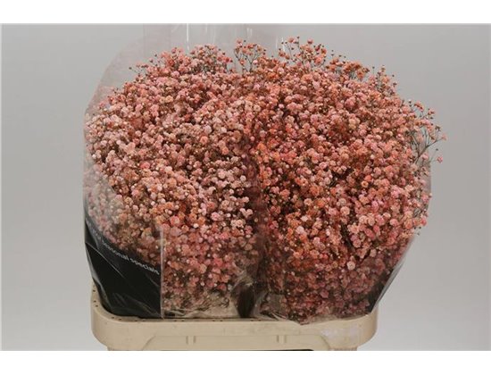 Gipsofila Dyed Coral c1109