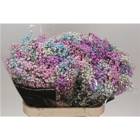 Gipsofila Dyed Coral c1110