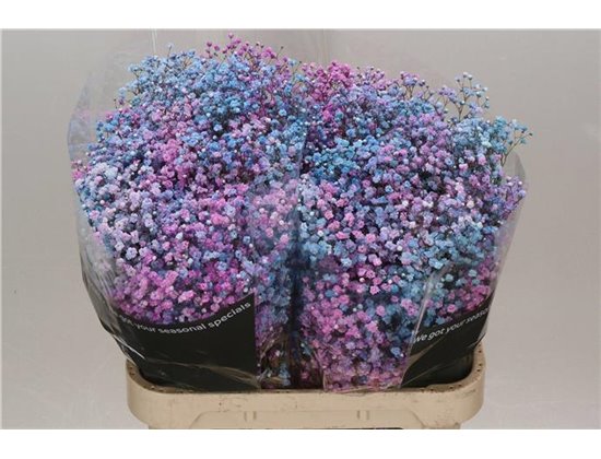 Gipsofila Dyed Disco Barbie c1112