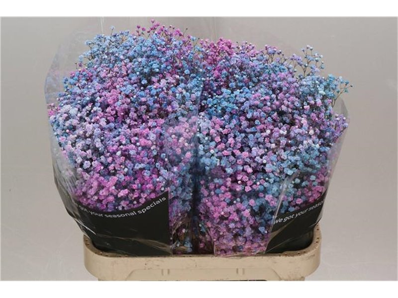 Gipsofila Dyed Disco Barbie c1112