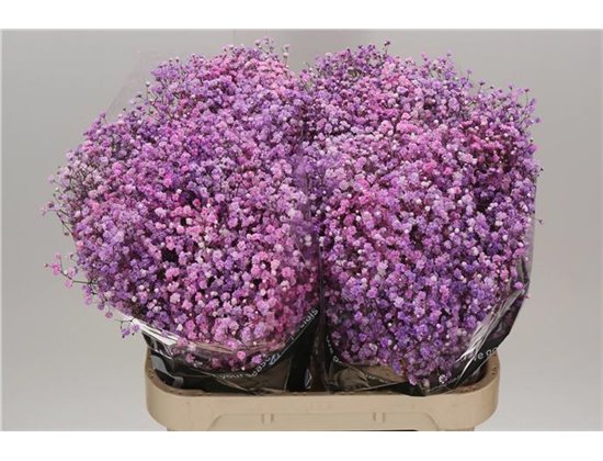 Gipsofila Dyed Disco Detroit c1113