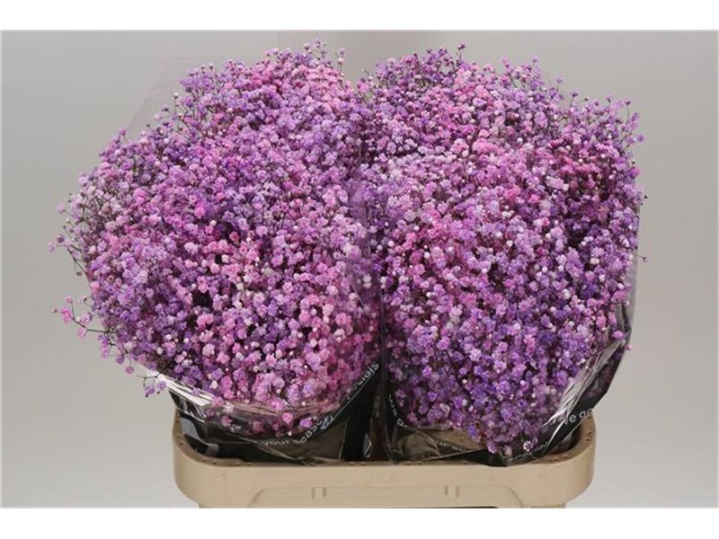 Gipsofila Dyed Disco Detroit c1113