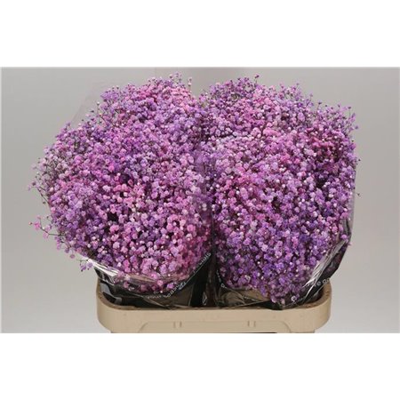 Gipsofila Dyed Disco Detroit c1113