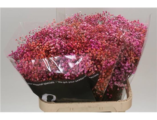 Gipsofila Dyed Disco Malibu c1114