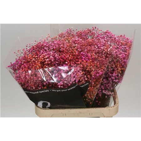 Gipsofila Dyed Disco Malibu c1114