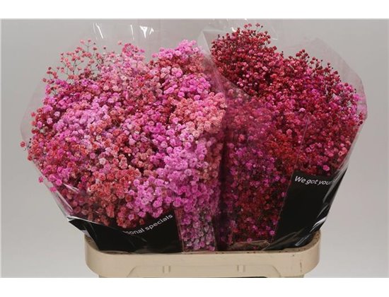 Gipsofila Dyed Disco Parijs c1115