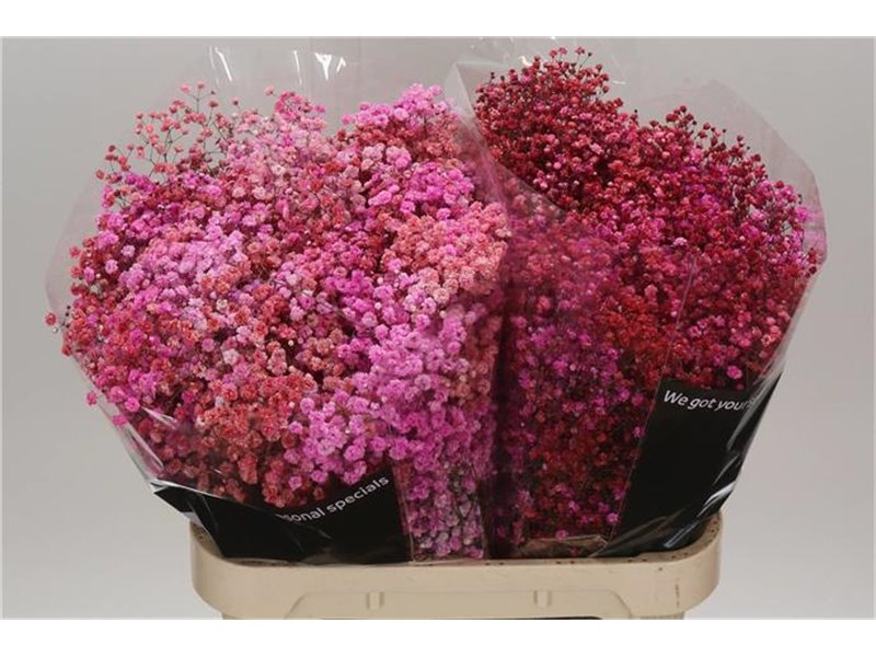 Gipsofila Dyed Disco Parijs c1115