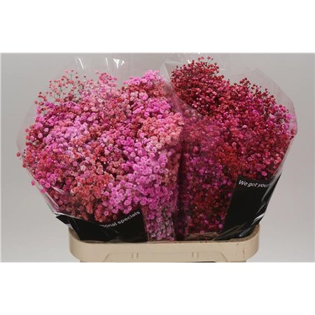 Gipsofila Dyed Disco Parijs c1115