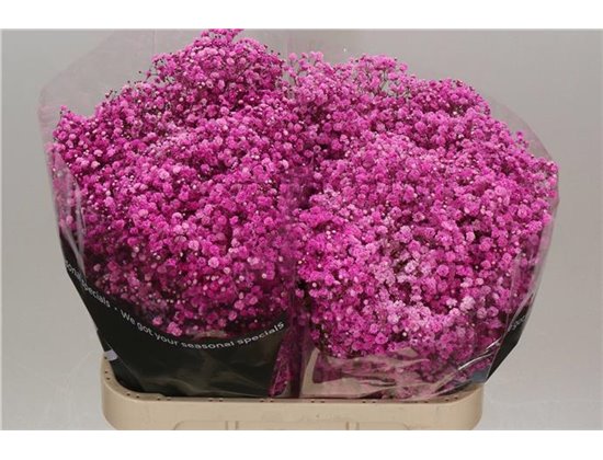 Gipsofila Dyed Hot Pink c1116