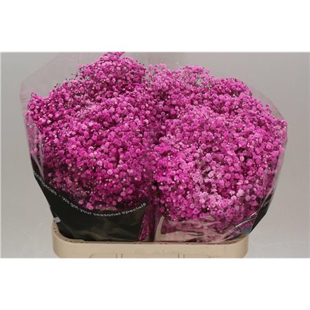 Gipsofila Dyed Hot Pink c1116